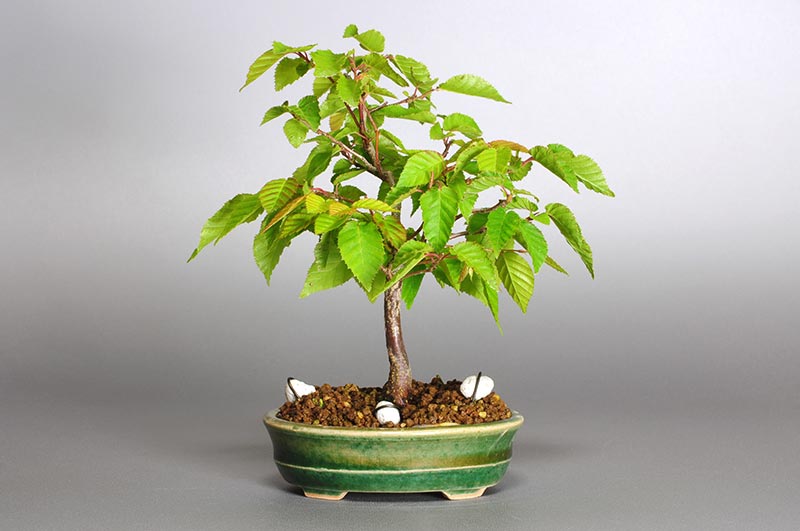 アカシデ-K-1（あかしで・赤四手）雑木盆栽を裏側から見た景色・Carpinus laxiflora bonsai