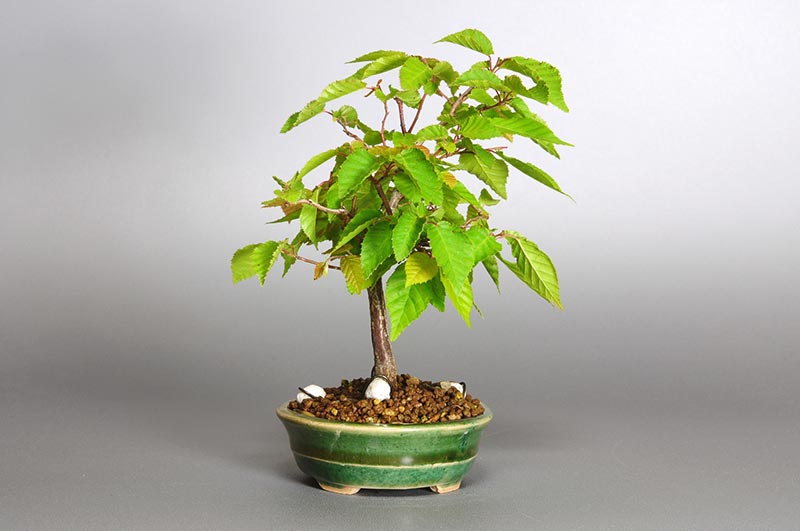 アカシデ-K-1（あかしで・赤四手）雑木盆栽を左側から見た景色・Carpinus laxiflora bonsai