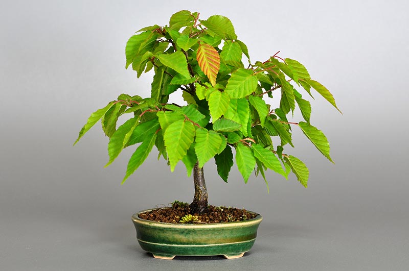 アカシデ-K-2（あかしで・赤四手）雑木盆栽を裏側から見た景色・Carpinus laxiflora bonsai