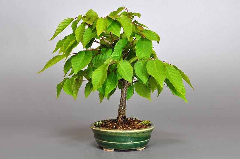 アカシデ-K-2（あかしで・赤四手）雑木盆栽を右側から見た景色・Carpinus laxiflora bonsai