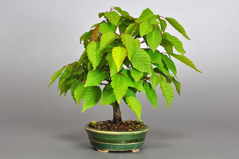 アカシデ-K-2（あかしで・赤四手）雑木盆栽を左側から見た景色・Carpinus laxiflora bonsai