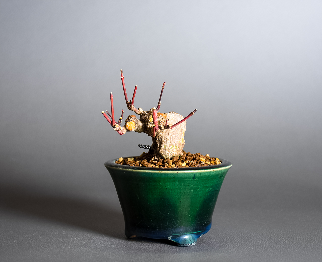 イロハモミジ-V1（いろはもみじ・いろは紅葉）雑木盆栽を右側から見た景色・Acer palmatum bonsai