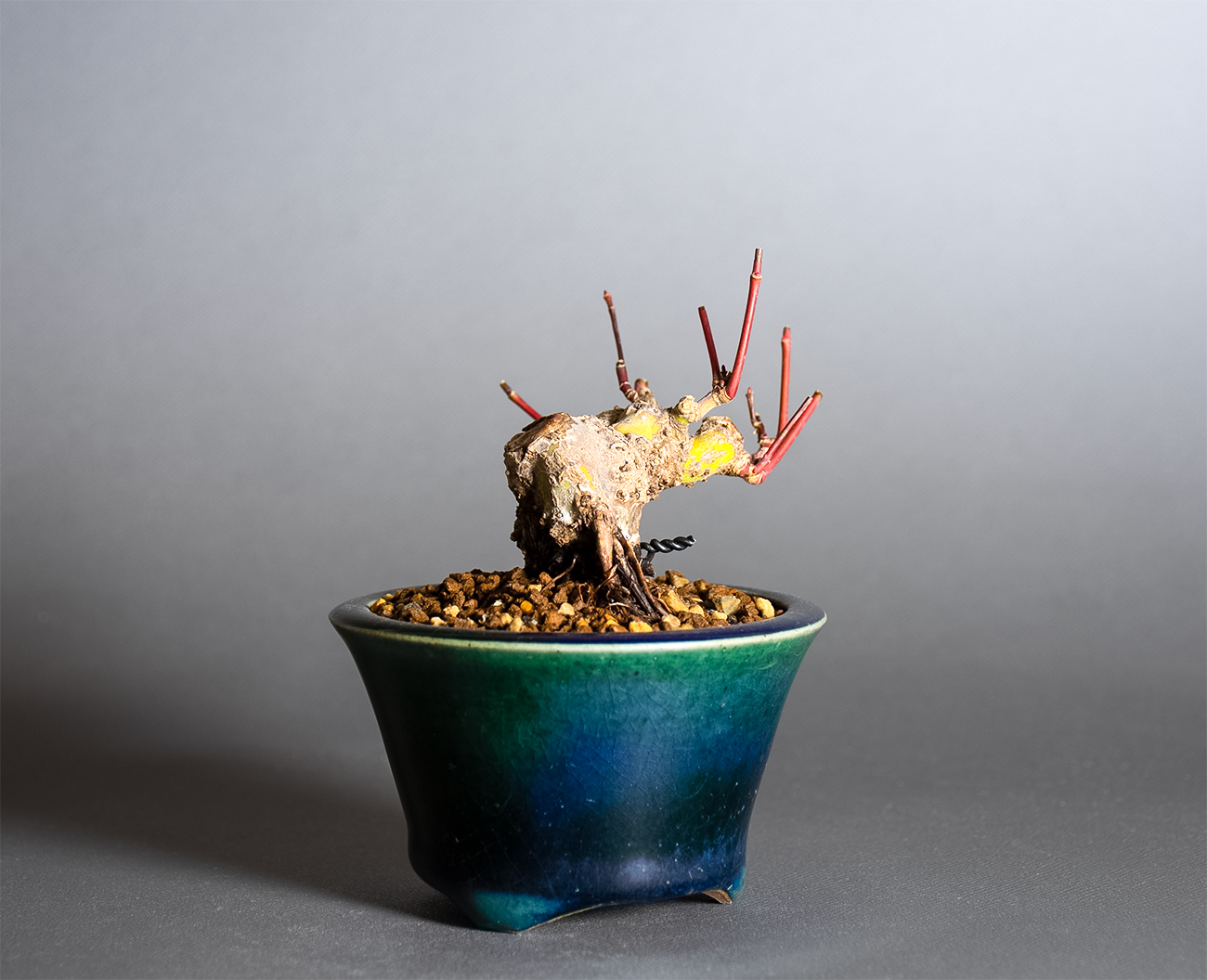 イロハモミジ-V1（いろはもみじ・いろは紅葉）雑木盆栽を左側から見た景色・Acer palmatum bonsai