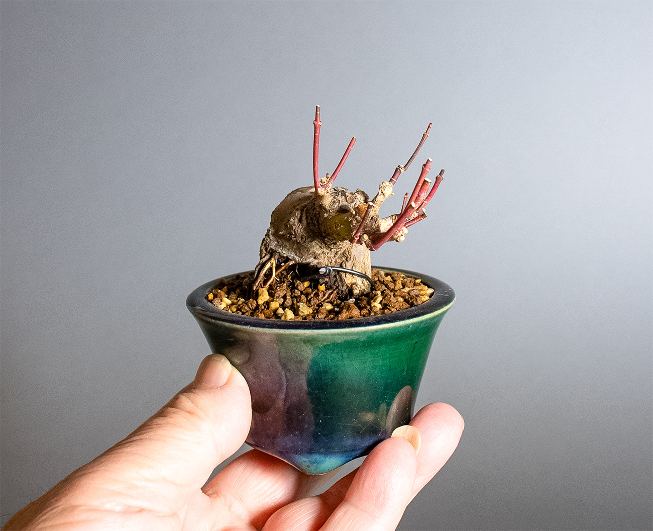 イロハモミジ-V1（いろはもみじ・いろは紅葉）雑木盆栽の手乗りの景色・Acer palmatum bonsai