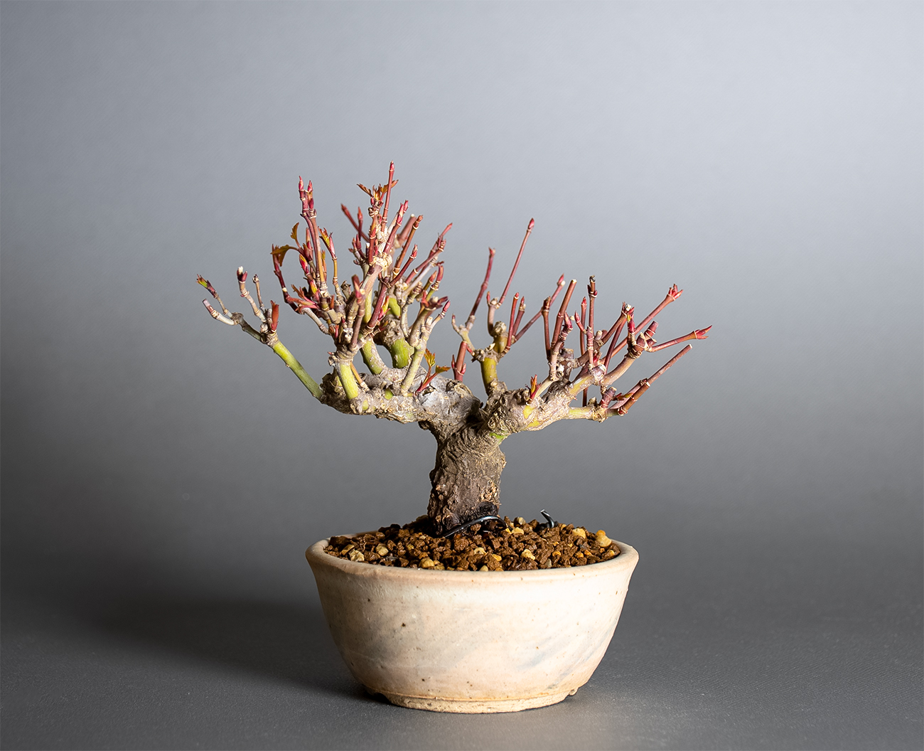 イロハモミジ-W1（いろはもみじ・いろは紅葉）雑木盆栽の販売と育て方・作り方・Acer palmatum bonsai