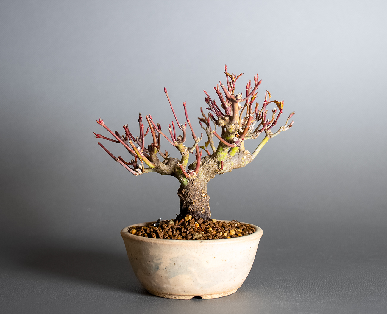 イロハモミジ-W1（いろはもみじ・いろは紅葉）雑木盆栽を裏側から見た景色・Acer palmatum bonsai