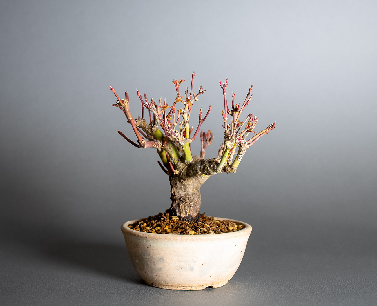 イロハモミジ-W1（いろはもみじ・いろは紅葉）雑木盆栽を左側から見た景色・Acer palmatum bonsai