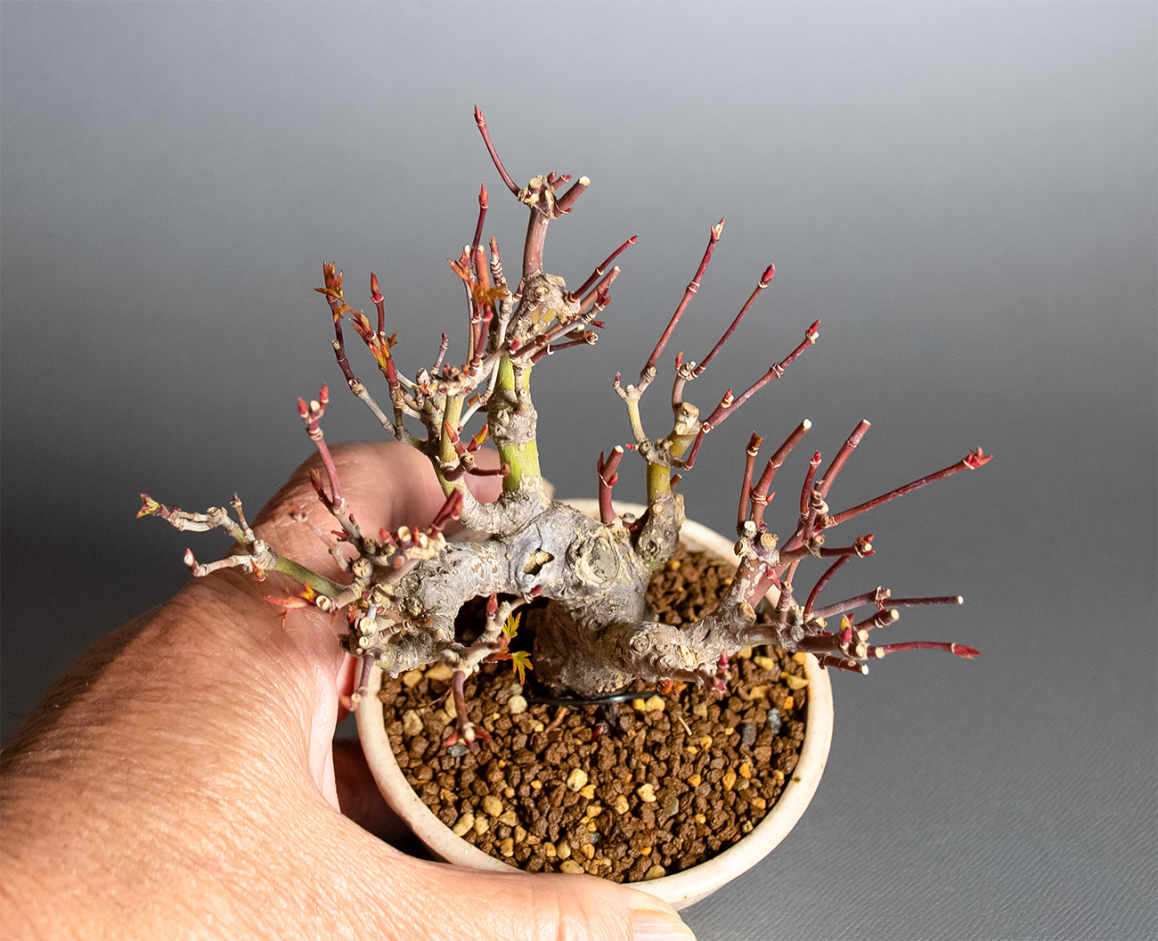 イロハモミジ-V1（いろはもみじ・いろは紅葉）雑木盆栽の手乗りの景色・Acer palmatum bonsai