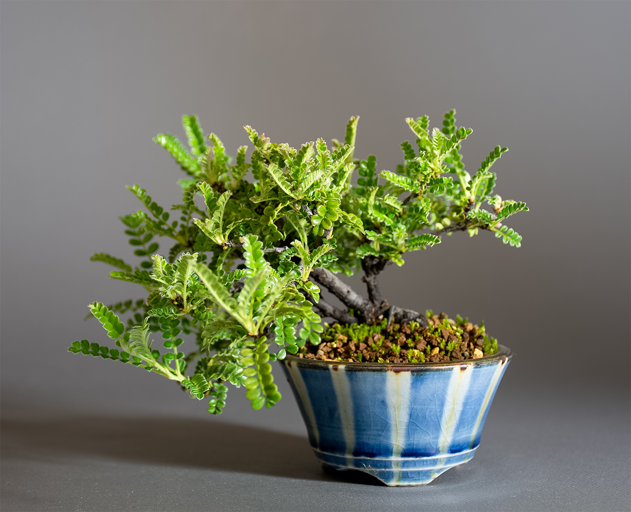 イソザンショウ-W（いそざんしょう・磯山椒）雑木盆栽の販売と育て方・作り方・Osteomeles subrotunda Hance bonsai