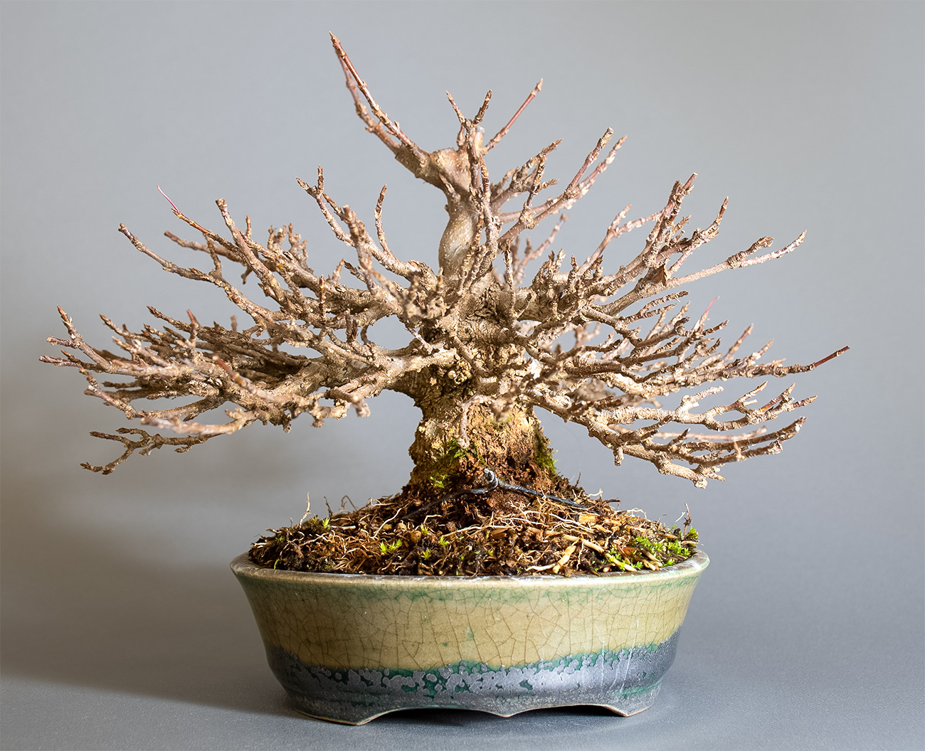 トウカエデ-H2-5（とうかえで・唐楓）雑木盆栽を裏側から見た景色・Acer buergerianum bonsai