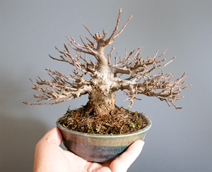 トウカエデ-H2-5(とうかえで・唐楓)盆栽の成長記録・Acer buergerianum bonsai