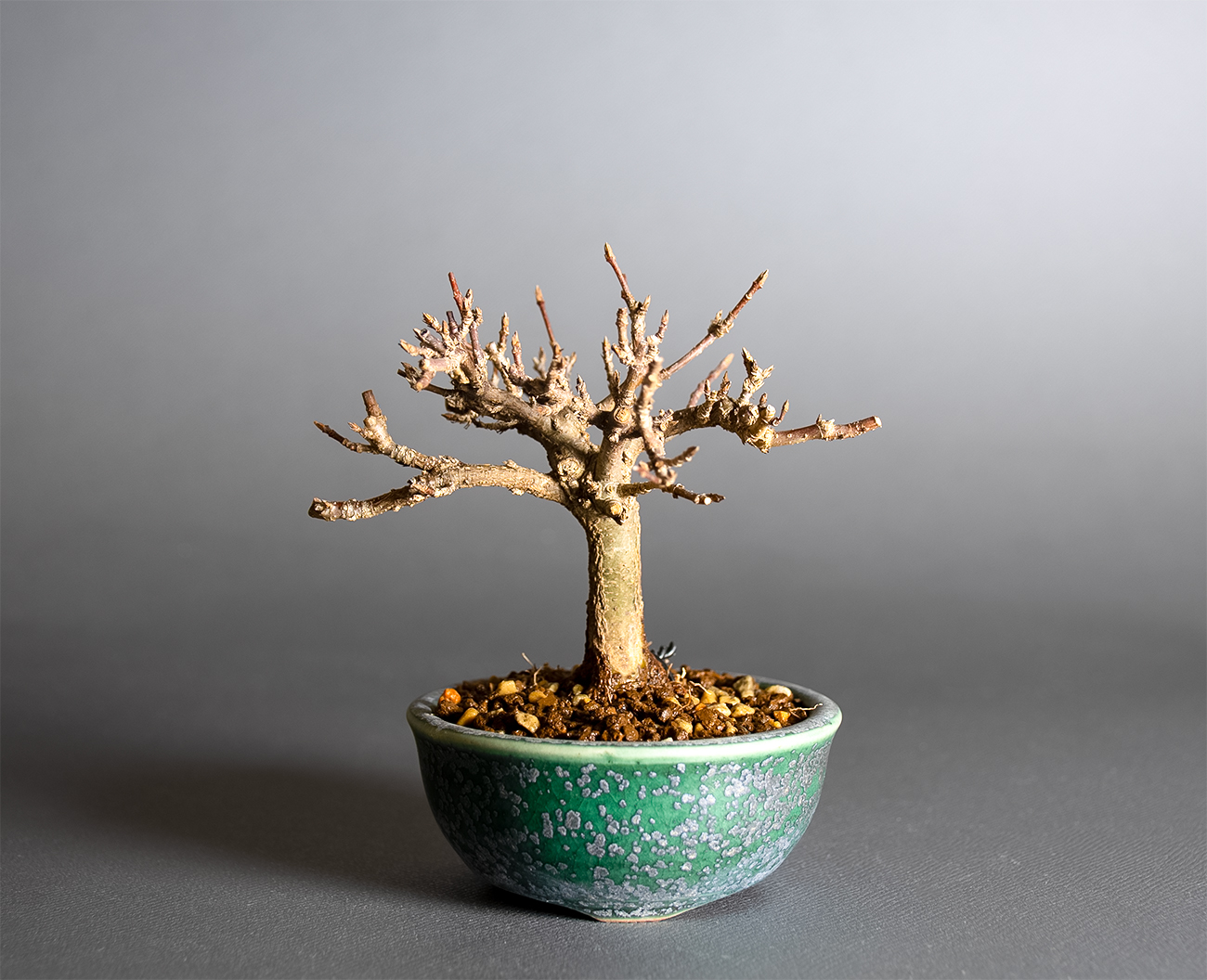 トウカエデ-X2（とうかえで・唐楓）雑木盆栽の販売と育て方・作り方・Acer buergerianum bonsai