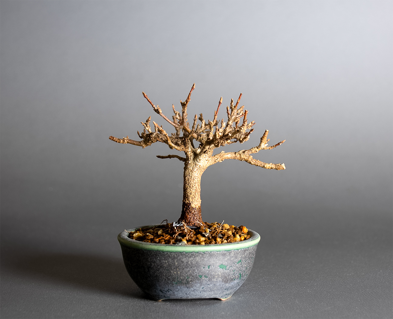 トウカエデ-X2（とうかえで・唐楓）雑木盆栽を裏側から見た景色・Acer buergerianum bonsai