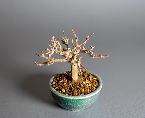 トウカエデ-X2(唐楓盆栽)Acer buergerianum bonsai