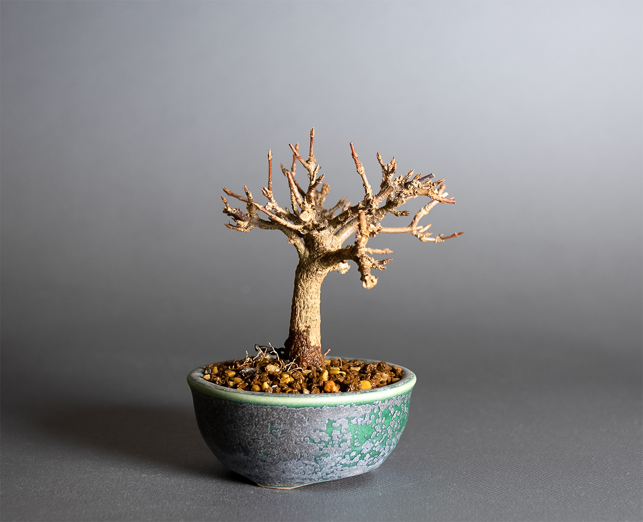 トウカエデ-X2（とうかえで・唐楓）雑木盆栽を左側から見た景色・Acer buergerianum bonsai