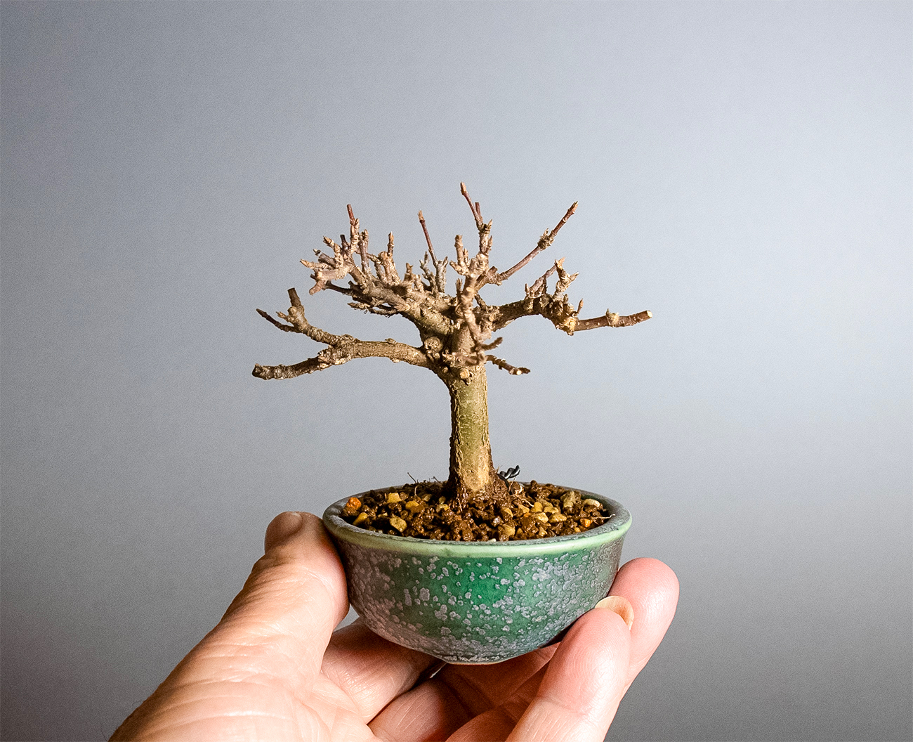 トウカエデ-X2（とうかえで・唐楓）雑木盆栽の手乗りの景色・Acer buergerianum bonsai