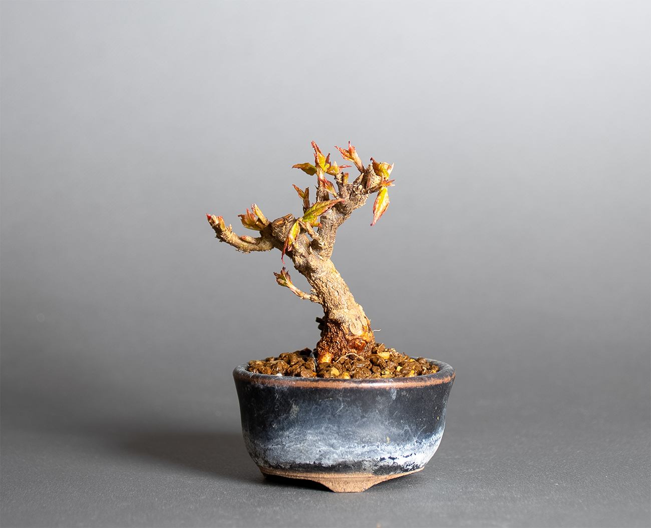 トウカエデ-Y2（とうかえで・唐楓）雑木盆栽の販売と育て方・作り方・Acer buergerianum bonsai