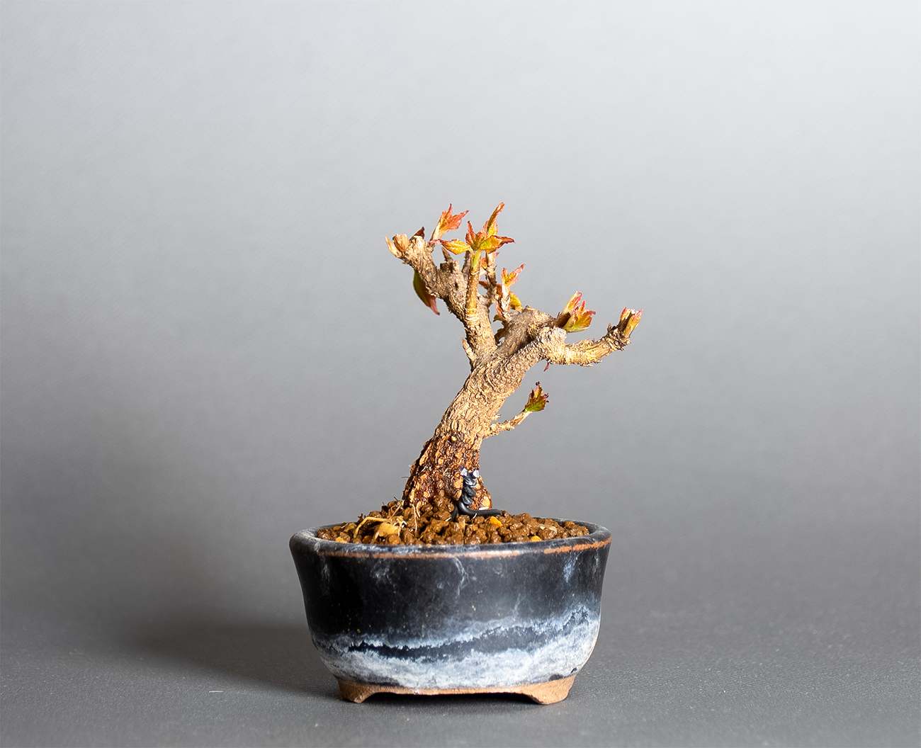 トウカエデ-Y2（とうかえで・唐楓）雑木盆栽を裏側から見た景色・Acer buergerianum bonsai