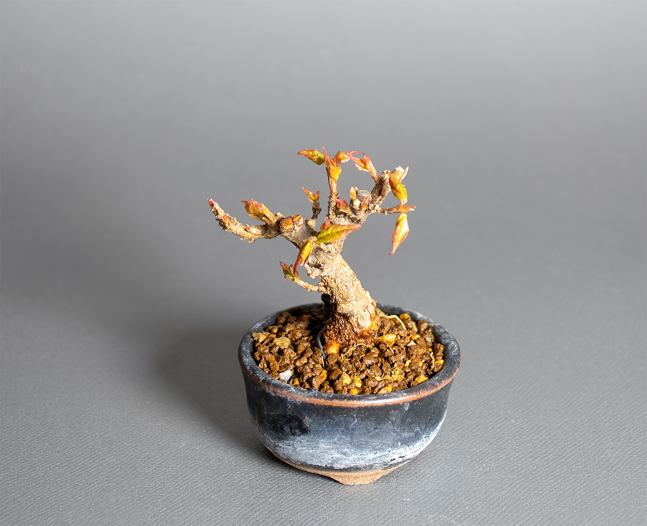 トウカエデ-Y2（とうかえで・唐楓）雑木盆栽を上側から見た景色・Acer buergerianum bonsai