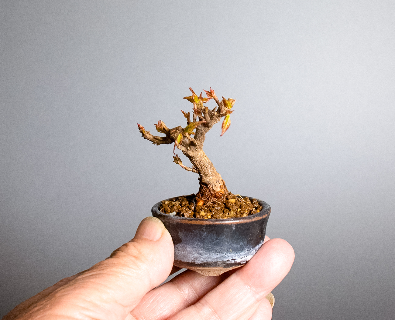 トウカエデ-Y2（とうかえで・唐楓）雑木盆栽の手乗りの景色・Acer buergerianum bonsai