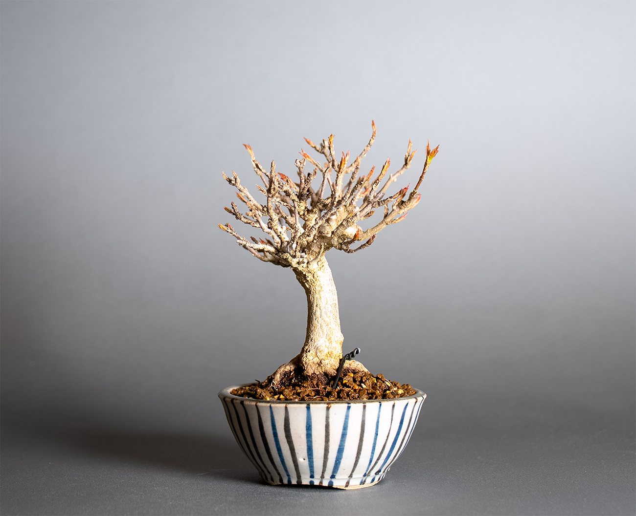 トウカエデ-Z2（とうかえで・唐楓）雑木盆栽を右側から見た景色・Acer buergerianum bonsai