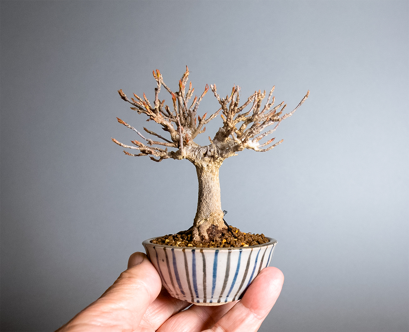 トウカエデ-Z2（とうかえで・唐楓）雑木盆栽の手乗りの景色・Acer buergerianum bonsai