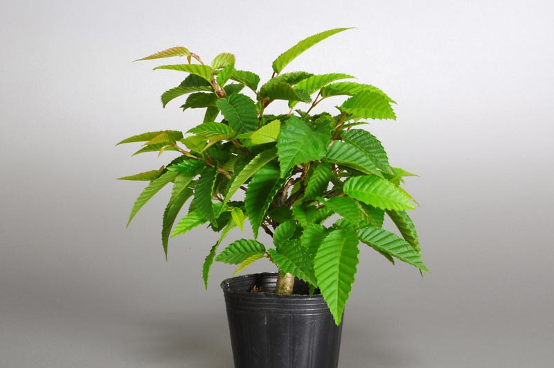 カナシデ-A1（金四手盆栽）Carpinus japonica bonsaiカナシデ-A1（金四手盆栽）