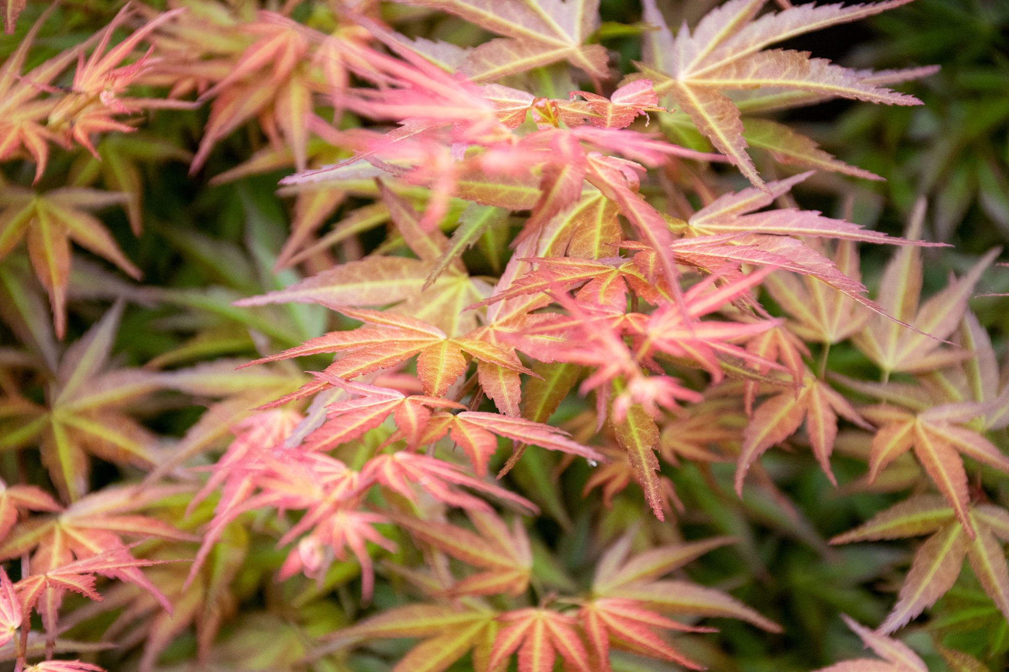 カガヤキモミジ-V1（かがやきもみじ・輝紅葉）雑木盆栽の新緑の景色・Acer palmatum subsp. kagayaki bonsai