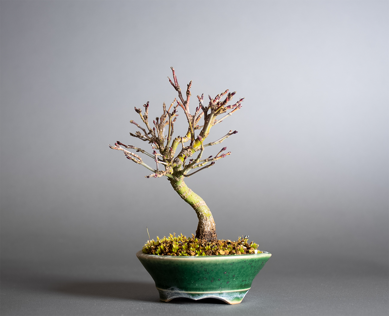 カガヤキモミジ-V1（かがやきもみじ・輝紅葉）雑木盆栽を右側から見た景色・Acer palmatum subsp. kagayaki bonsai