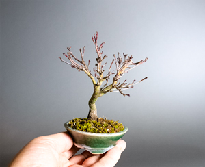 カガヤキモミジ-V1(輝紅葉)Acer palmatum subsp. matsumurae bonsai