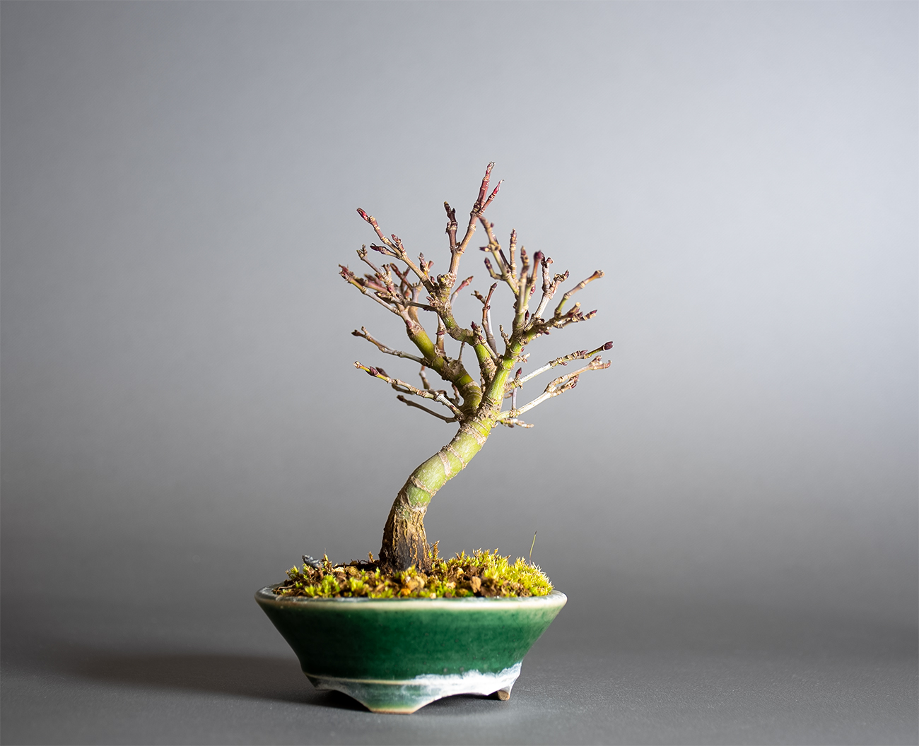 カガヤキモミジ-V1（かがやきもみじ・輝紅葉）雑木盆栽を左側から見た景色・Acer palmatum subsp. kagayaki bonsai