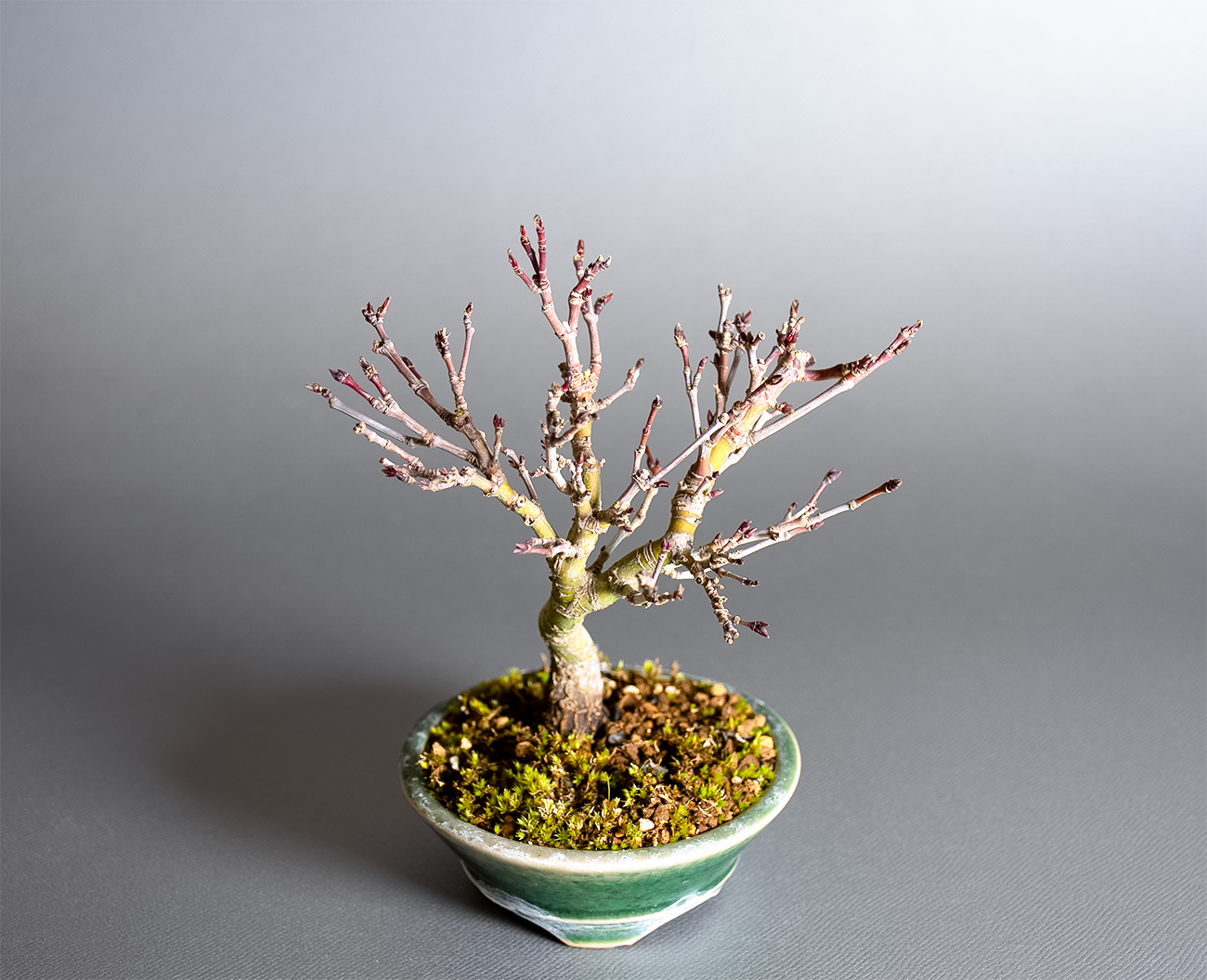 カガヤキモミジ-V1（かがやきもみじ・輝紅葉）雑木盆栽を上側から見た景色・Acer palmatum subsp. kagayaki bonsai