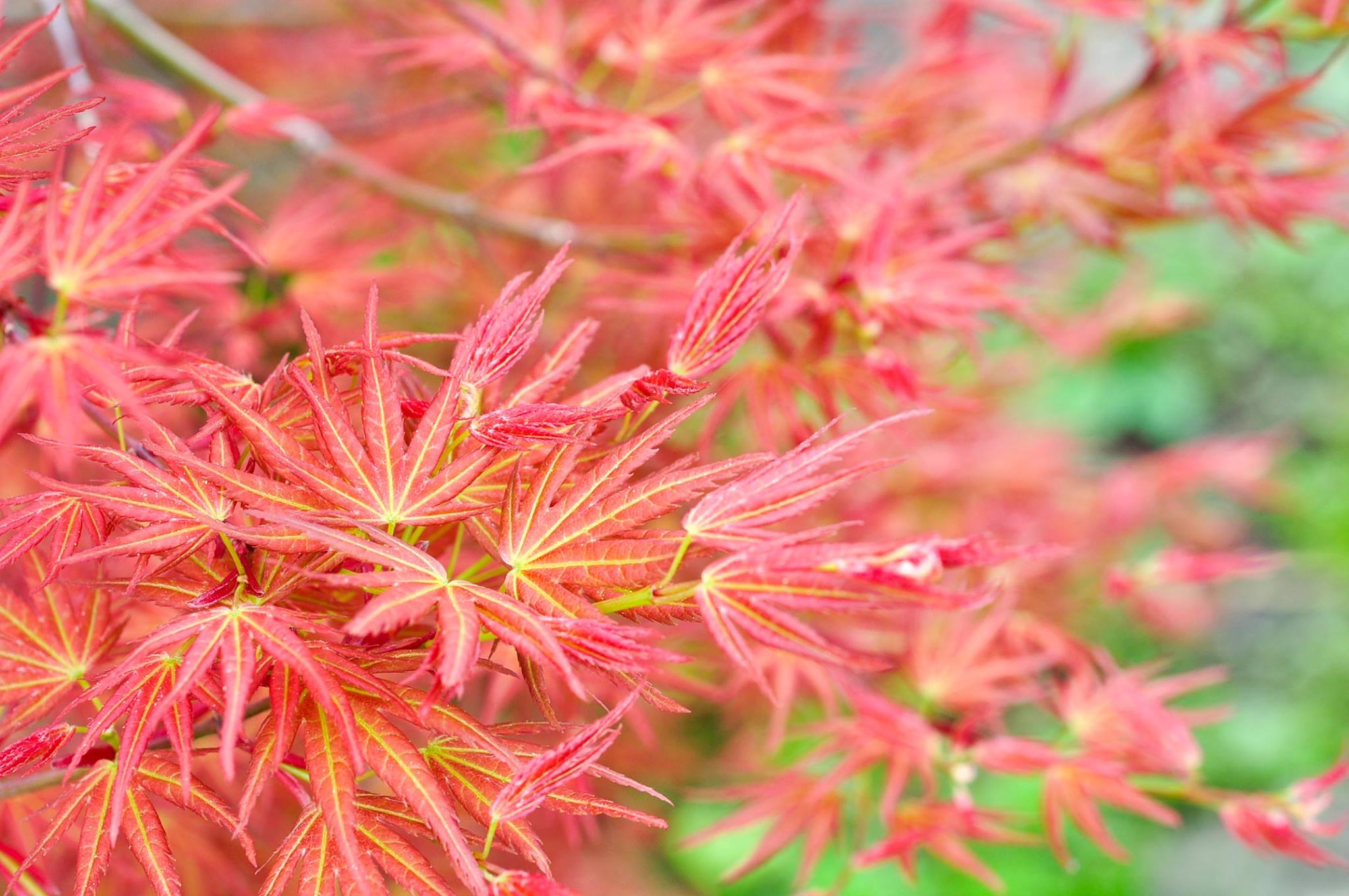カガヤキモミジ-V1（かがやきもみじ・輝紅葉）雑木盆栽の若葉の景色・Acer palmatum subsp. kagayaki bonsai