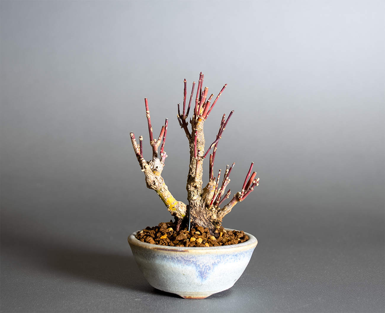 荒皮性モミジ-W1（荒皮性もみじ・荒皮性紅葉）雑木盆栽の販売と育て方・作り方・Acer palmatum subsp. matsumurae bonsai