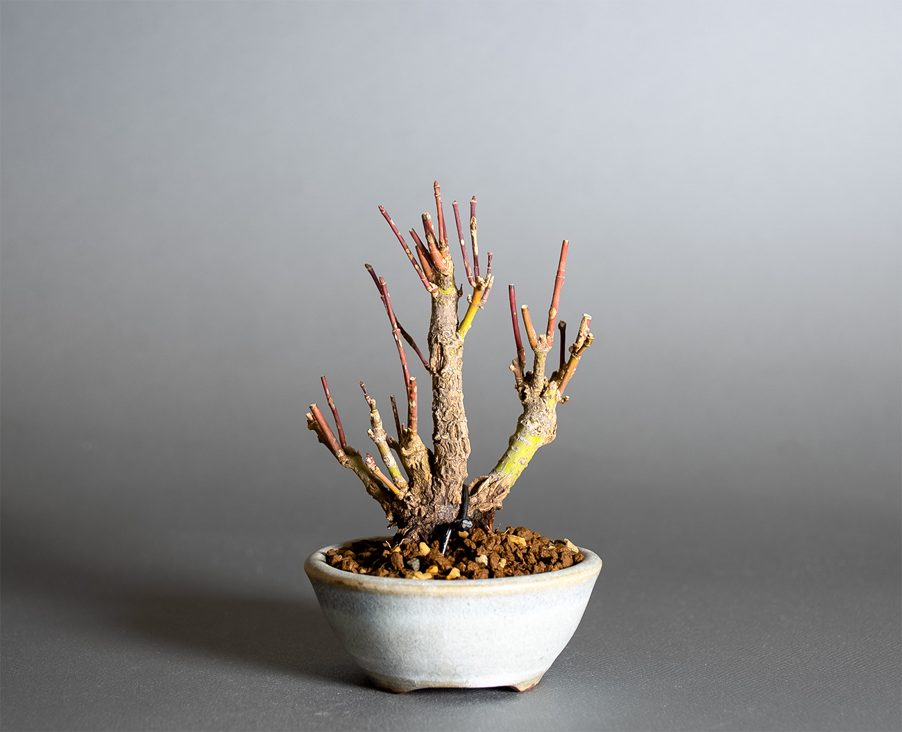 荒皮性モミジ-W1（荒皮性もみじ・荒皮性紅葉）雑木盆栽を裏側から見た景色・Acer palmatum subsp. matsumurae bonsai