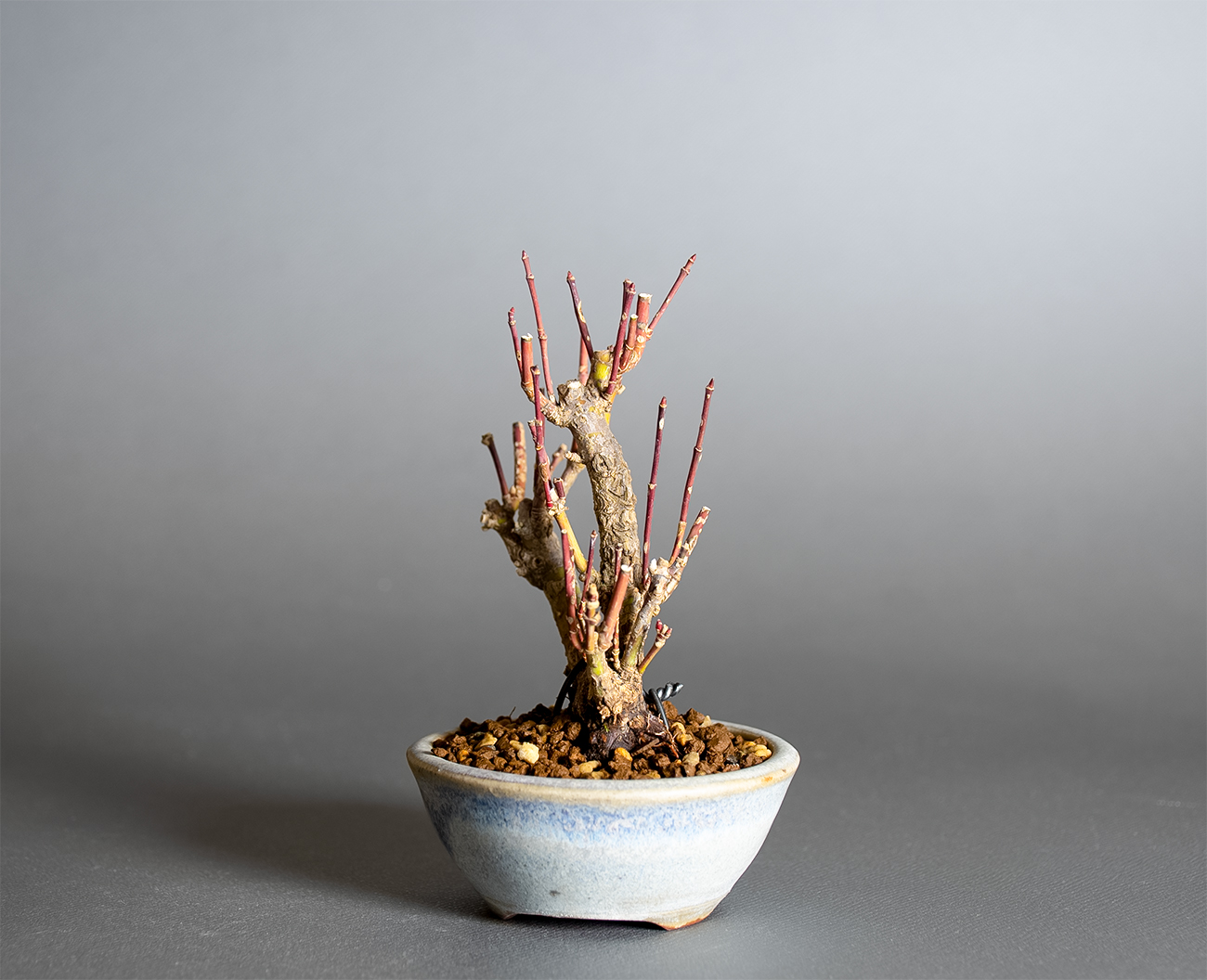 荒皮性モミジ-W1（荒皮性もみじ・荒皮性紅葉）雑木盆栽を右側から見た景色・Acer palmatum subsp. matsumurae bonsai