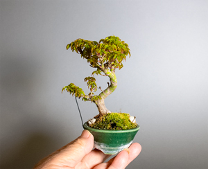 シシガシラモミジ-X1(獅子頭紅葉)Acer palmatum subsp. matsumurae bonsai