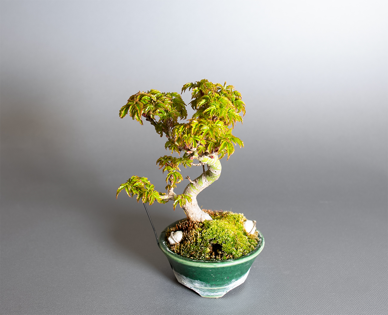 シシガシラモミジ-X1（ししがしらもみじ・獅子頭紅葉）雑木盆栽を上側から見た景色・Acer palmatum subsp. matsumurae bonsai