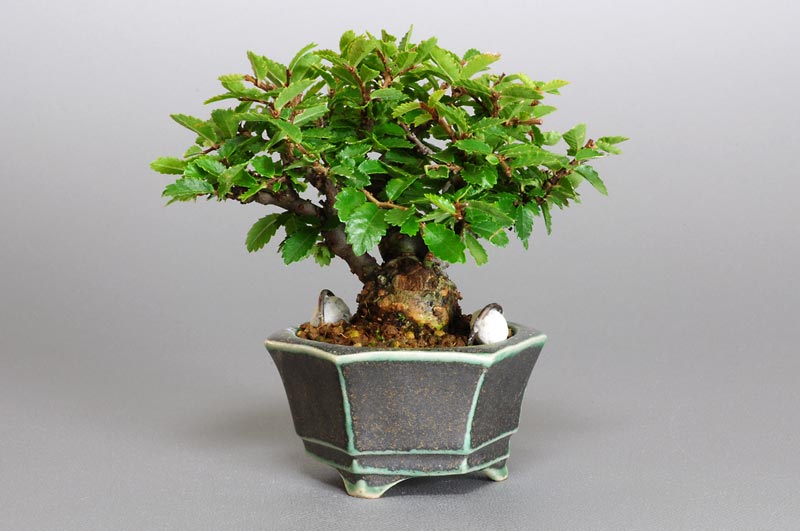 ニレケヤキ-C1（楡欅盆栽）Ulmus parvifolia bonsaiニレケヤキ-C1（楡欅盆栽）    Ulmus parvifolia bonsai